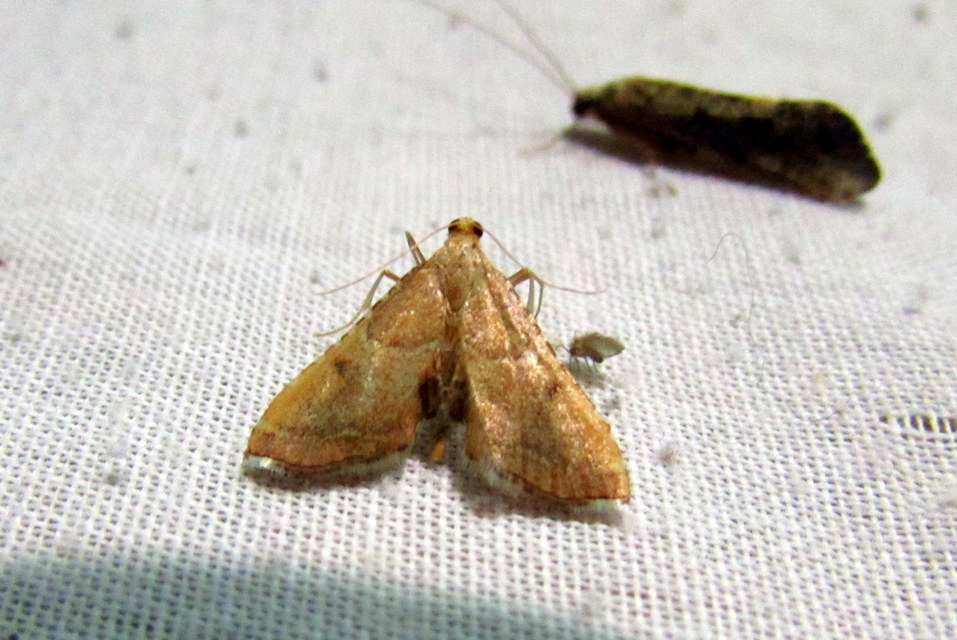 Endotricha flammealis - tüzesszárnyú fényilonca