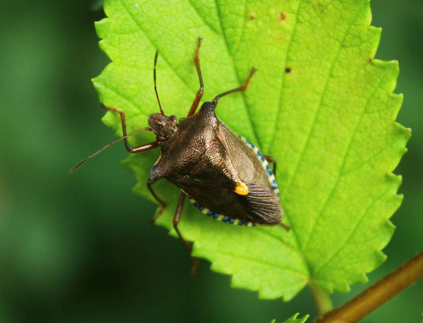 Pentatoma rufipes - vöröslábú címerespoloska Pentatoma rufipes - vöröslábú címerespoloska