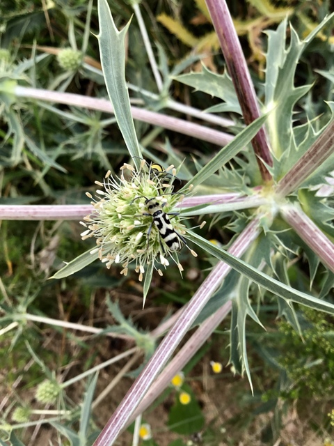 Chlorophorus varius - díszes darázscincér