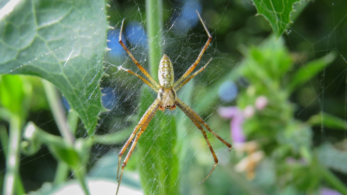 Argiope bruennichi - darázspók