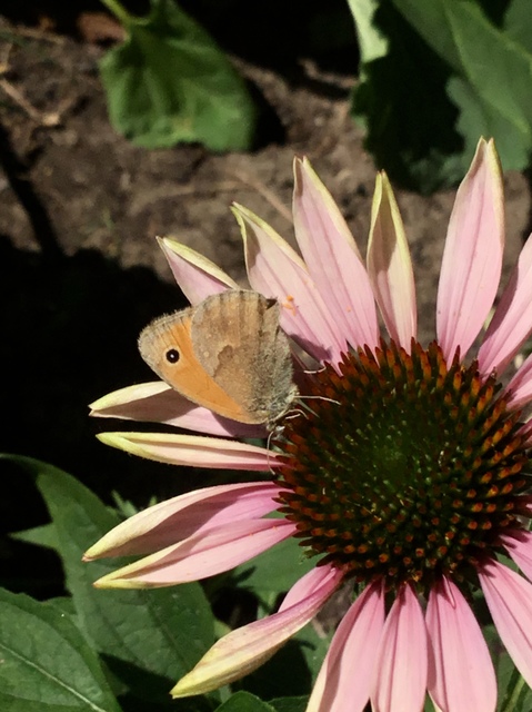 Coenonympha pamphilus - kis szénalepke