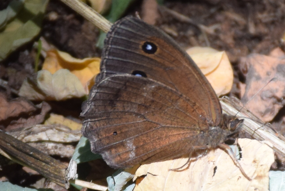 Minois dryas - fekete szemeslepke