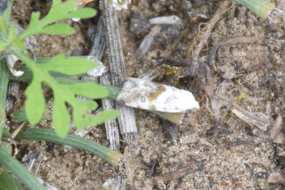 Ponometia candefacta - parlagfűbagoly