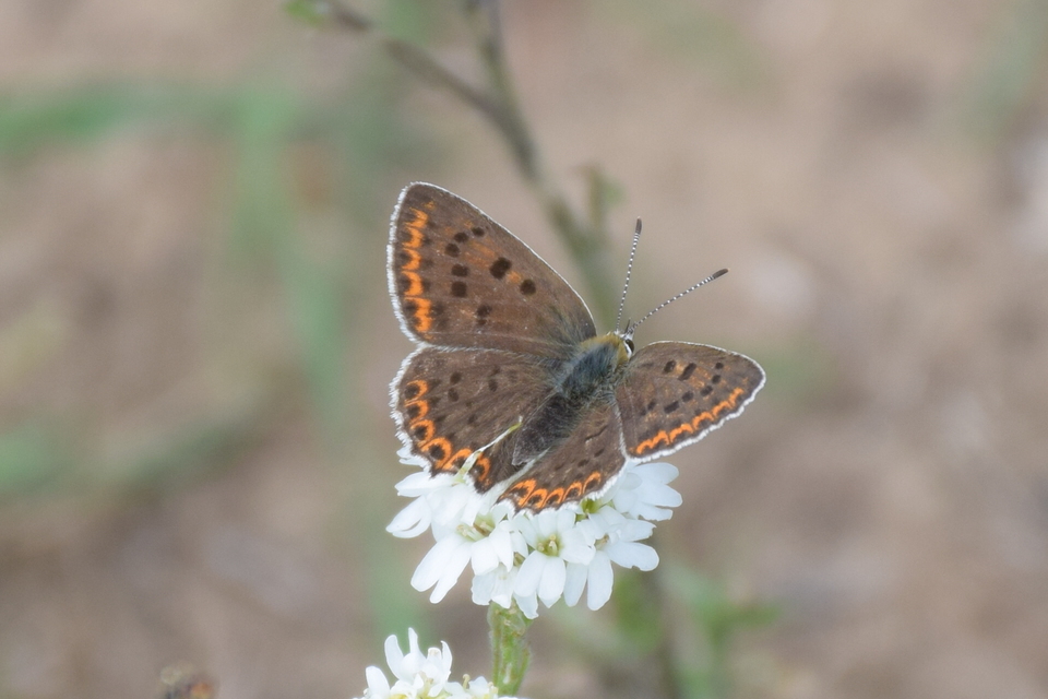 Lycaena tityrus - barna tűzlepke