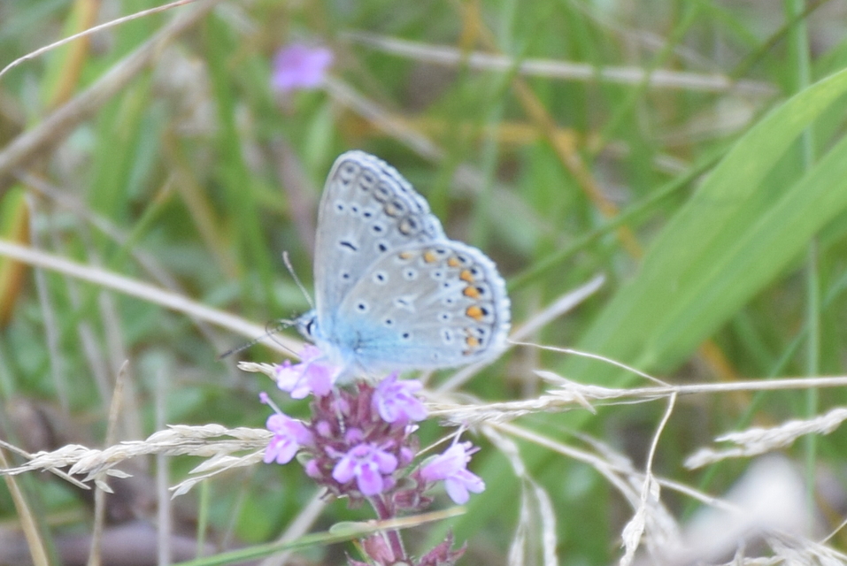 Polyommatus icarus - közönséges boglárka