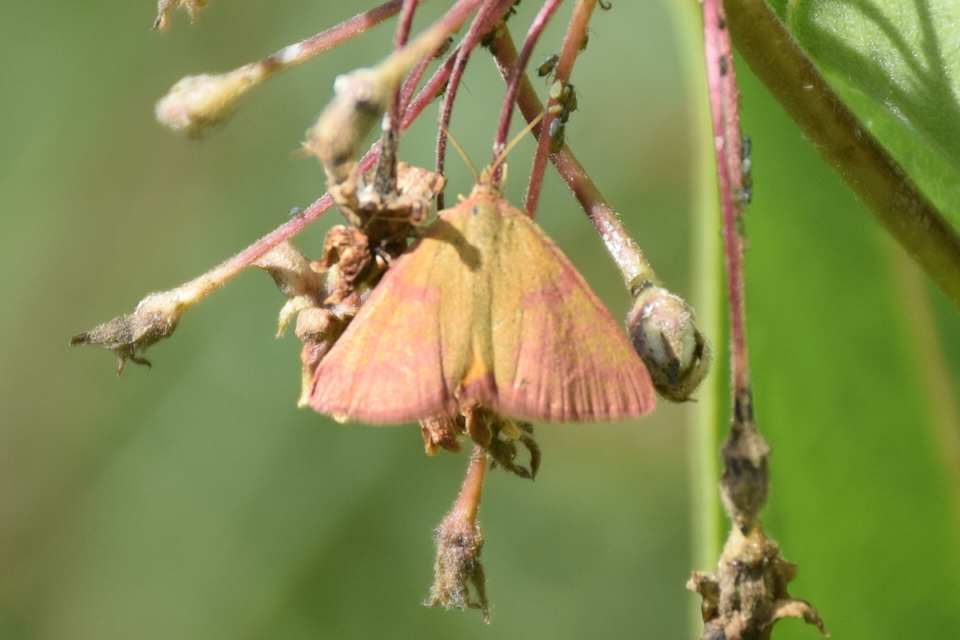 Lythria purpuraria - bíborsávos araszoló