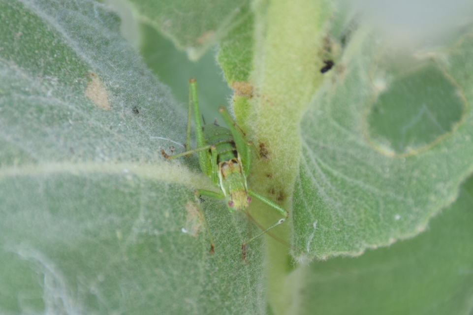 Leptophyes albovittata - közönséges virágszöcske