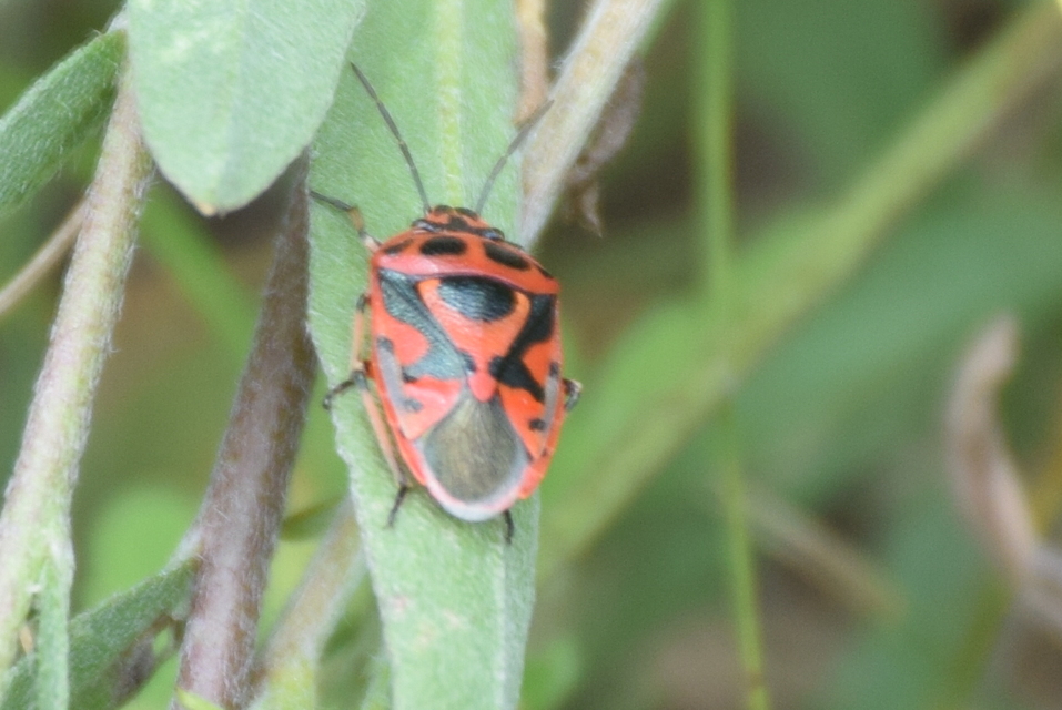 Eurydema ornata - díszespoloska Eurydema ornata - díszespoloska