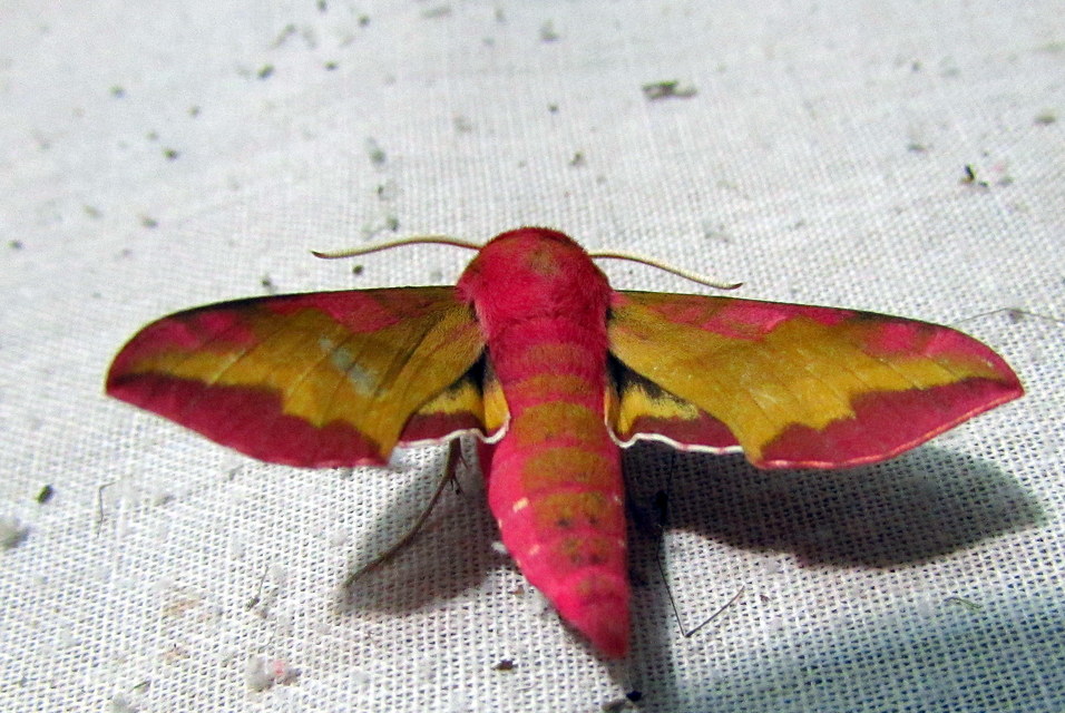 Deilephila porcellus - piros szender