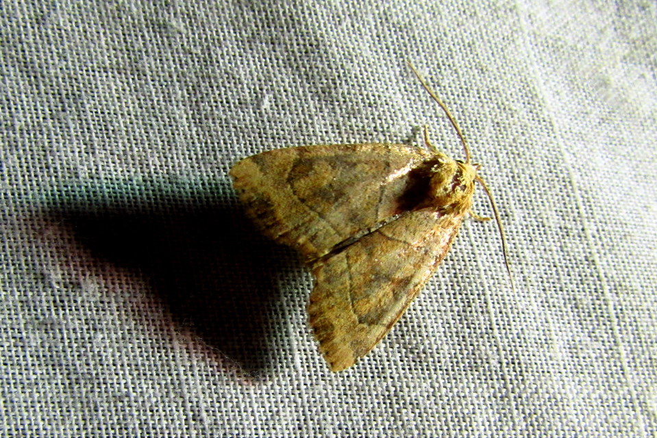 Cosmia trapezina - közönséges lombbagoly
