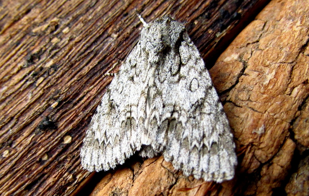 Acronicta aceris - vadgesztenye-szigonyosbagoly