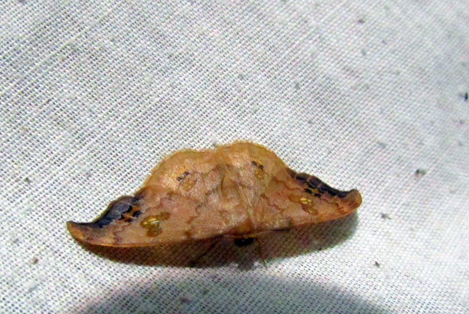 Sabra harpagula - hársfa-sarlósszövő