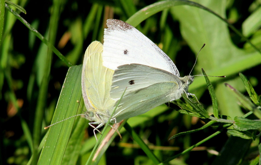 Pieris rapae - répalepke
