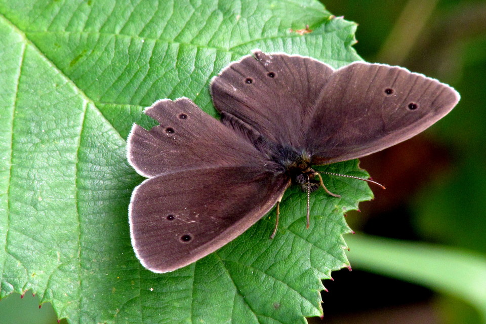 Aphantopus hyperanthus - közönséges ökörszemlepke
