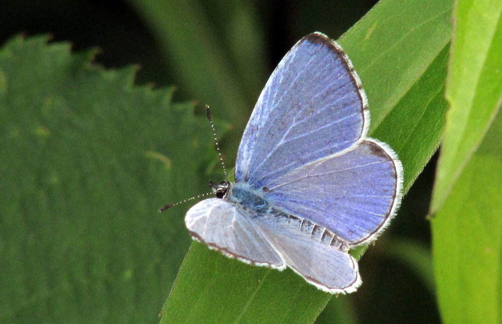 Celastrina argiolus - bengeboglárka