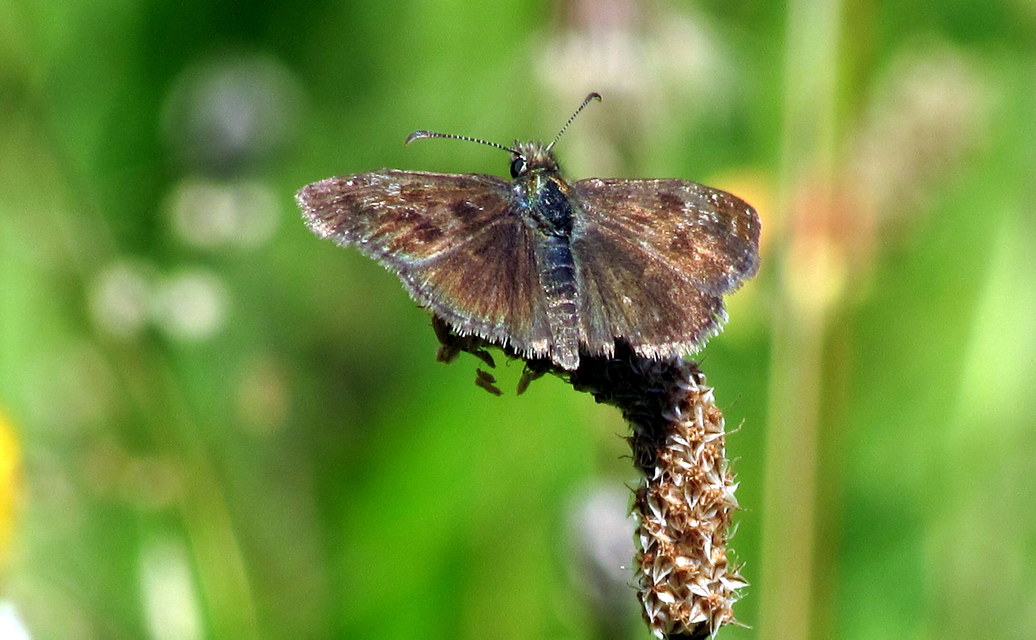 Erynnis tages - cigánylepke