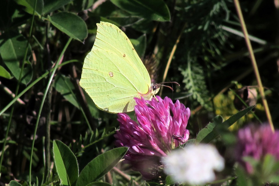 Gonepteryx rhamni - citromlepke