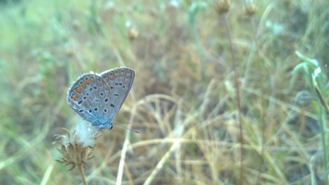 Polyommatus icarus - közönséges boglárka