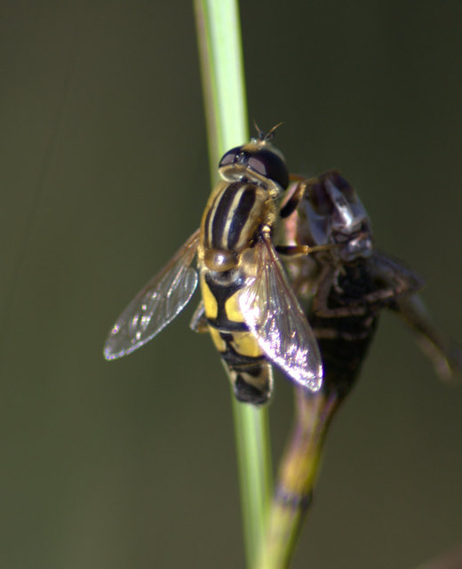 Helophilus trivittatus - nagy mocsárilégy