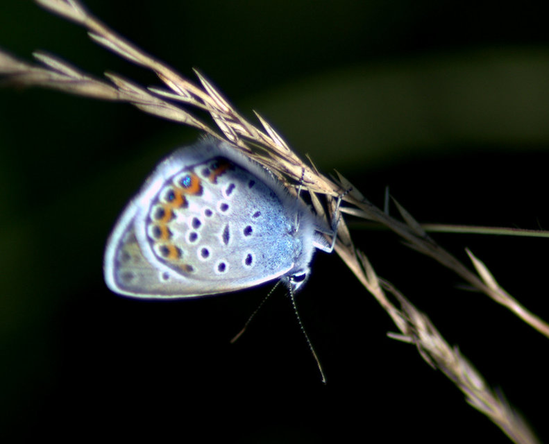 Plebejus argus - ezüstös boglárka
