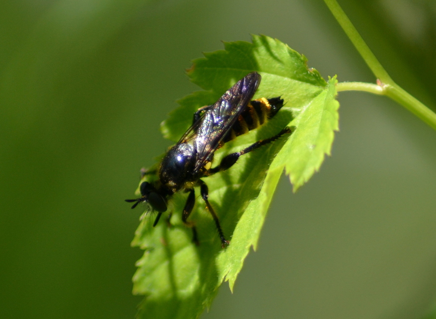 Choerades fimbriata