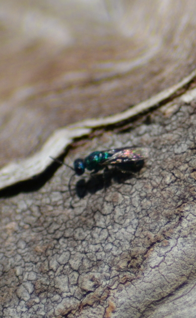 Chrysididae - fémdarazsak