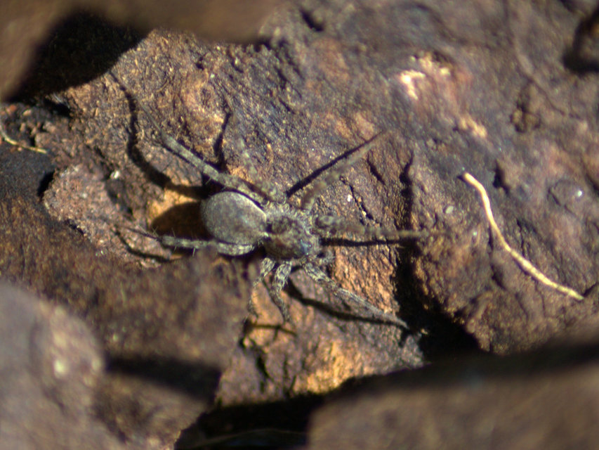 Pardosa