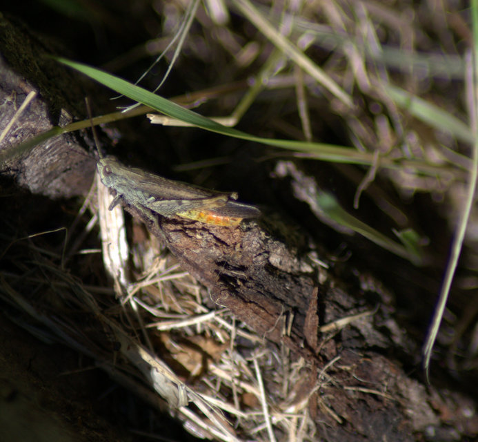 Chorthippus brunneus - közönséges tarlósáska