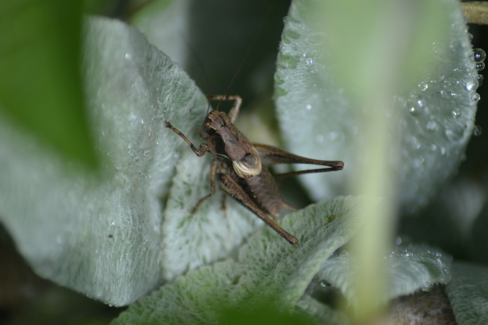 Pholidoptera griseoaptera - szürke avarszöcske