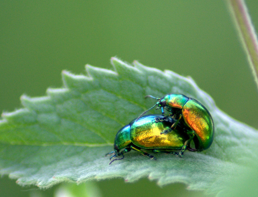 Chrysolina herbacea - zöld mentalevelész
