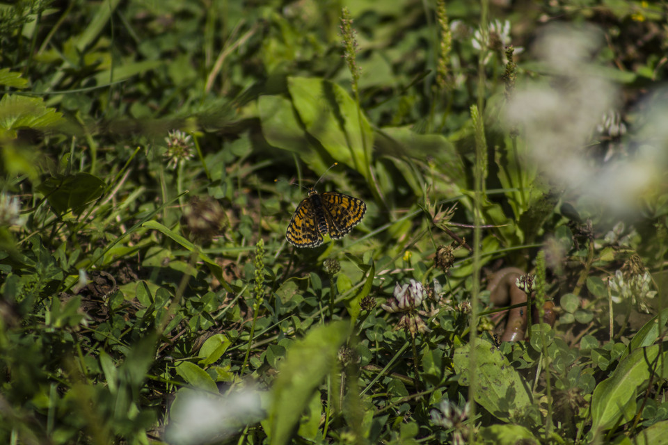 Melitaea didyma - tüzes tarkalepke