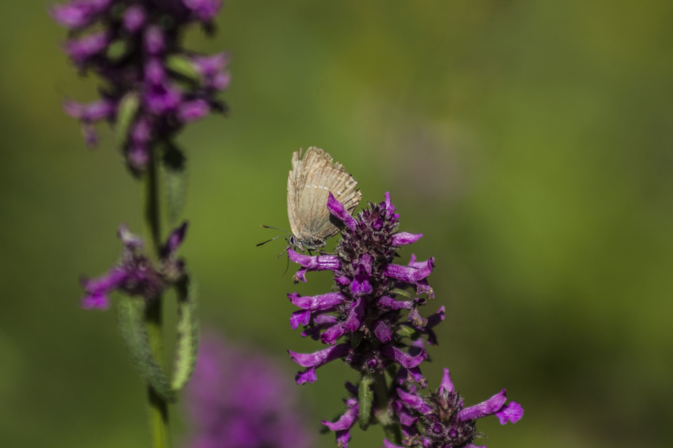 Satyrium acaciae - akác-csücsköslepke