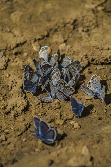 Plebejus argyrognomon - tintakék boglárka