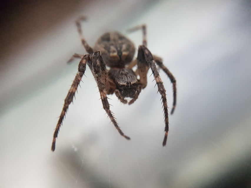 Larinioides