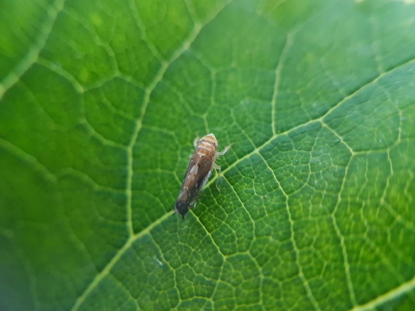 Scaphoideus titanus