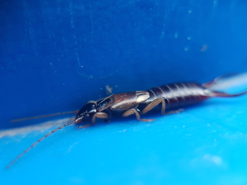 Forficula auricularia - közönséges fülbemászó