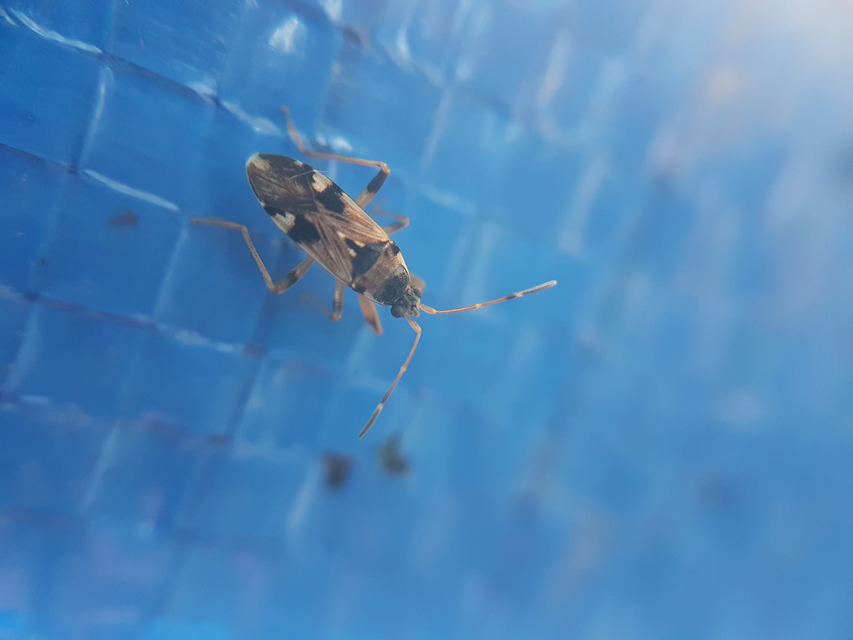 Beosus maritimus - homoki bodobács