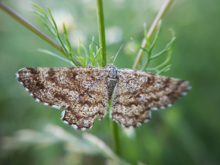 Ematurga atomaria - barna rétiaraszoló