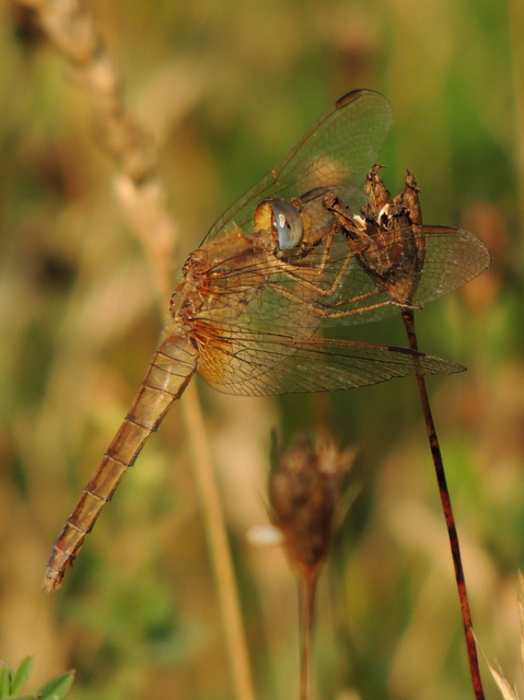 Crocothemis erythraea - skarlát szitakötő