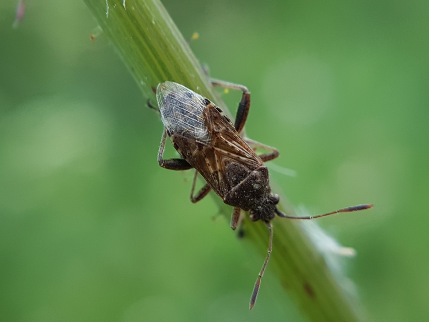 Rhopalidae - üvegpoloskák
