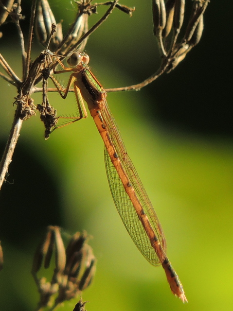 Sympecma fusca - téli rablószitakötő