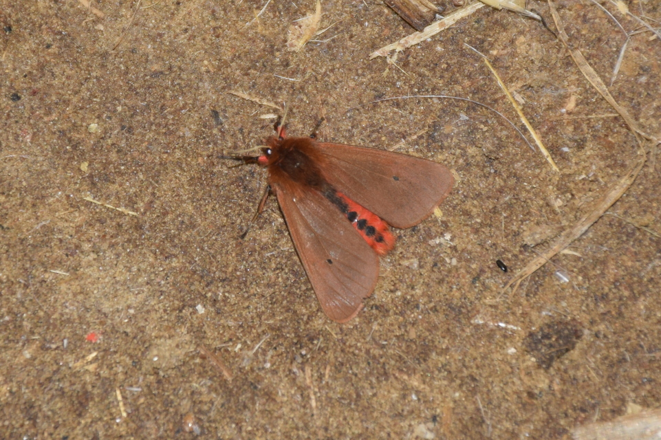Phragmatobia fuliginosa - füstös medvelepke
