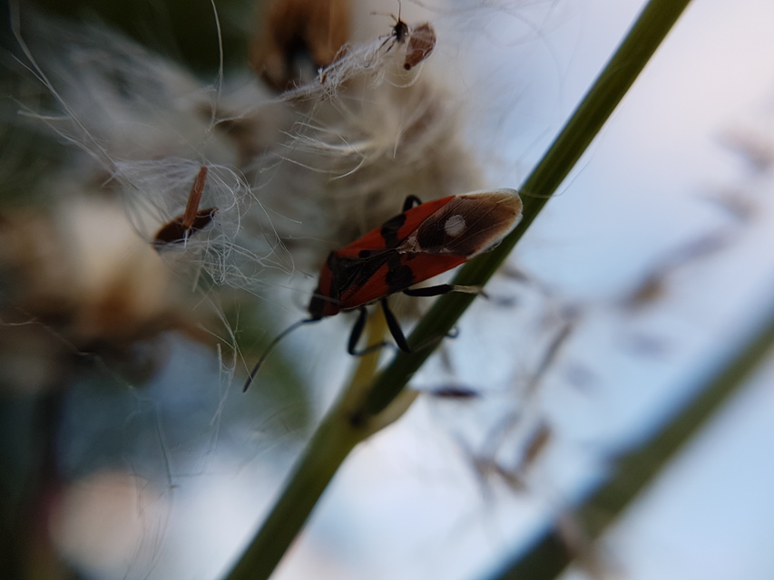Lygaeus equestris/simulans