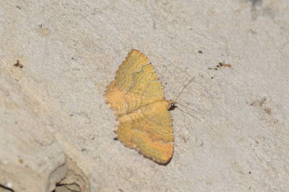 Camptogramma bilineata - kétvonalas sávosaraszoló