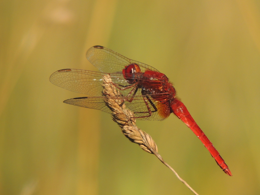 Crocothemis erythraea - skarlát szitakötő