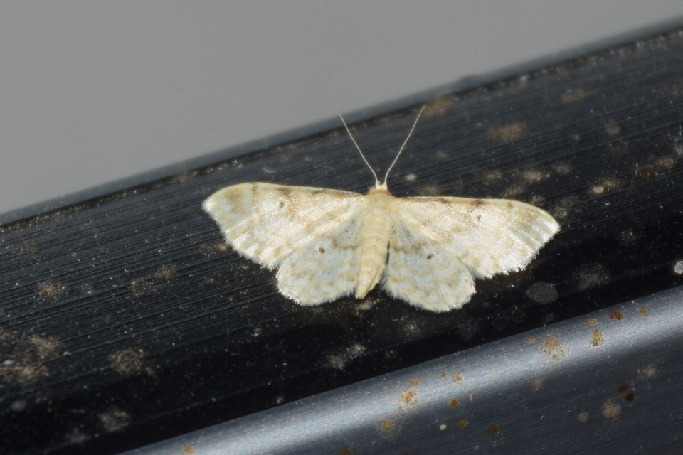 Idaea fuscovenosa - szürkeszélű apróaraszoló
