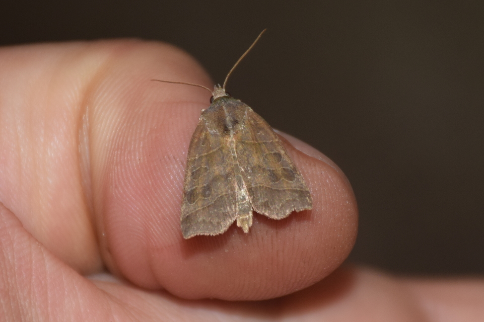 Ipimorpha retusa - sarlós fűzbagoly