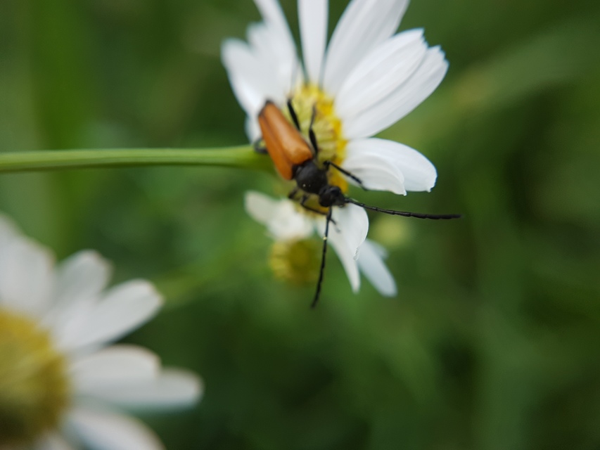 Stictoleptura fulva - vörhenyes virágcincér