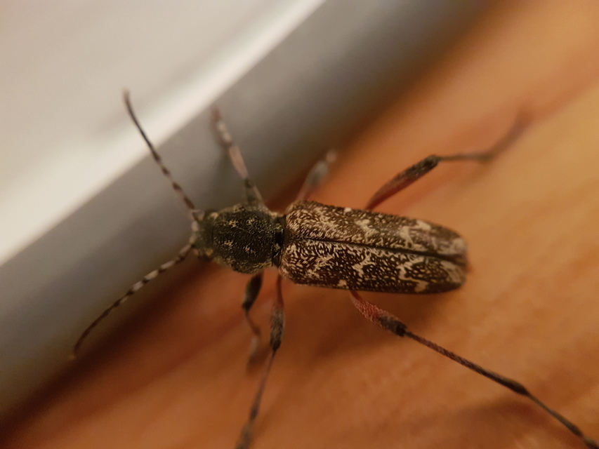 Xylotrechus rusticus - egérszínű darázscincér