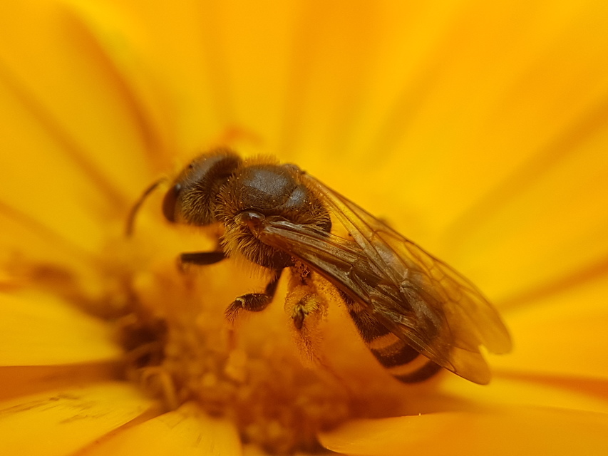 Hymenoptera - Hártyásszárnyúak